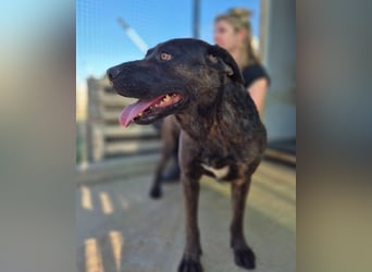 Paula - verschmuster Cane Corso-Mix