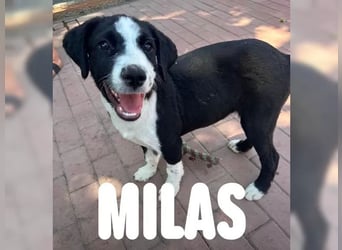Welpe Milas - Wo sind seine Menschen?