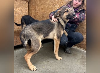 Pedro - Sonnenschein sucht Zuhause