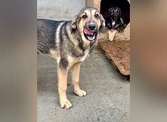 Pedro - Sonnenschein sucht Zuhause