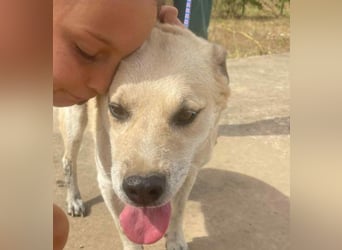 Max - seeehr verschmust u. lieb!