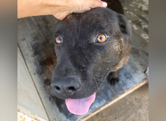 Paula - verschmuster Cane Corso-Mix