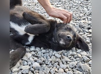 Smoothie - sanfter Welpenbub sucht Familie