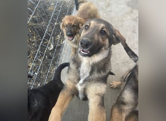 Pedro - Sonnenschein sucht Zuhause