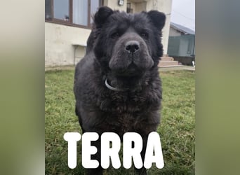 Chow-Mix-Terra - lieb, menschenbezogen, unkompliziert