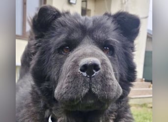 Chow-Mix-Terra - lieb, menschenbezogen, unkompliziert