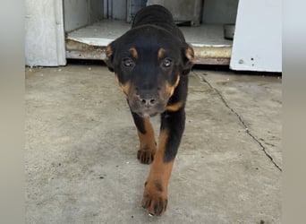 Welpenmädchen Dina sucht Körbchen (D/CH/LUX)