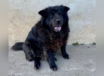 Chow-Mix-Terra - lieb, menschenbezogen, unkompliziert