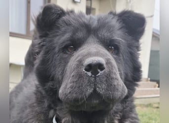 Chow-Mix-Terra - lieb, menschenbezogen, unkompliziert