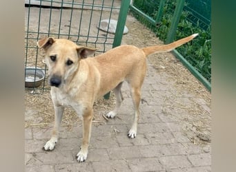 Leni - sehr lieb + sanft