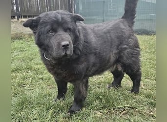 Chow-Mix-Terra - lieb, menschenbezogen, unkompliziert