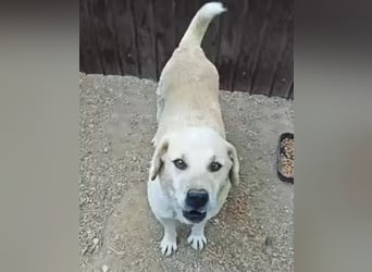 Max - seeehr verschmust u. lieb!