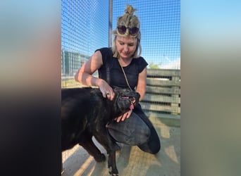 Paula - verschmuster Cane Corso-Mix