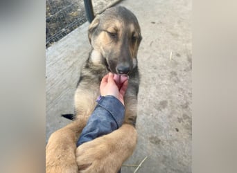 Pedro - Sonnenschein sucht Zuhause