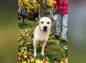 Max - seeehr verschmust u. lieb!