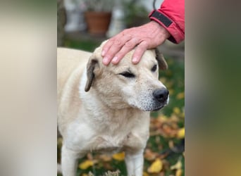 Max - seeehr verschmust u. lieb!