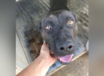 Paula - verschmuster Cane Corso-Mix