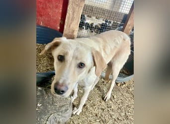 Nola - liebevolle Mama sucht ein Zuhause