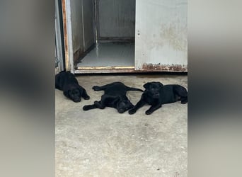 Welpe Nero sucht seine Familie (D/CH/LUX)