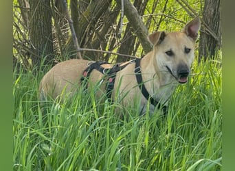 Leni - sehr lieb + sanft