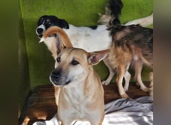 Leni - sehr lieb + sanft