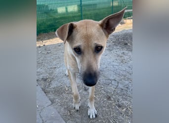 Leni - sehr lieb + sanft