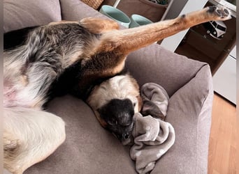 Lieber Schäfi-Mix Loki in 60437 Frankfurt