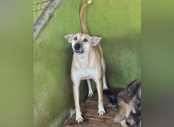 Leni - sehr lieb + sanft