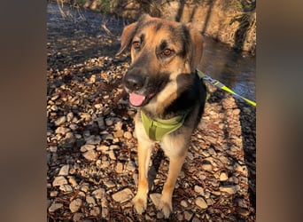 Lieber Schäfi-Mix Loki in 60437 Frankfurt