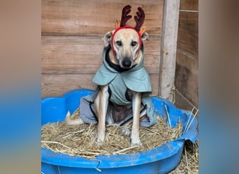 Nola - liebevolle Mama sucht ein Zuhause