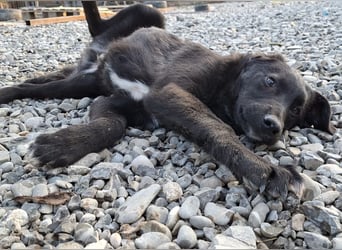 Smoothie - sanfter Welpenbub sucht Familie