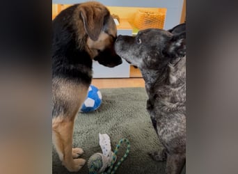 Lieber Schäfi-Mix Loki in 60437 Frankfurt