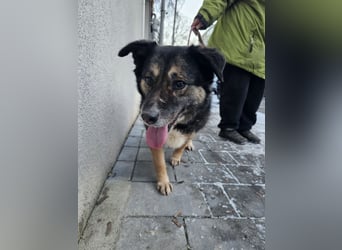 Kiruna sucht endlich ihr Körbchen (D/CH/LUX)