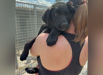 Welpe Nero sucht seine Familie (D/CH/LUX)