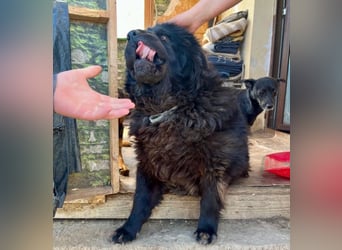 Chow-Mix-Terra - lieb, menschenbezogen, unkompliziert