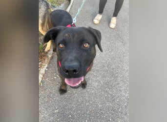 Paula - verschmuster Cane Corso-Mix