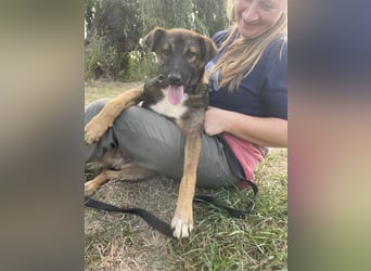 Joly sucht seine Person zum Ankommen