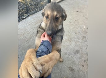 Pedro - Sonnenschein sucht Zuhause