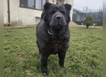 Chow-Mix-Terra - lieb, menschenbezogen, unkompliziert