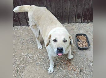 Max - seeehr verschmust u. lieb!