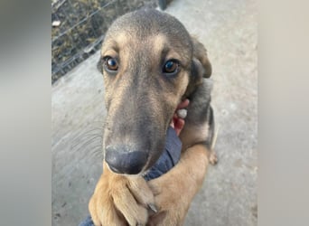 Pedro - Sonnenschein sucht Zuhause