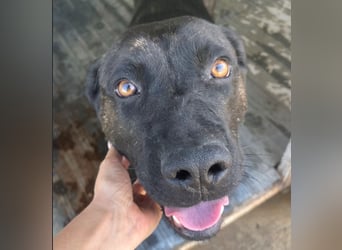Paula - verschmuster Cane Corso-Mix
