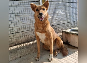 Sienna - schöne Hündin mit viel Potenzial sucht Zuhause (D/ CH/ LUX)