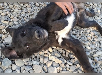 Smoothie - sanfter Welpenbub sucht Familie