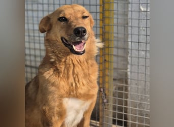 Sienna - schöne Hündin mit viel Potenzial sucht Zuhause (D/ CH/ LUX)