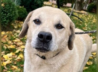 Max - verschmuster Labi-Mix