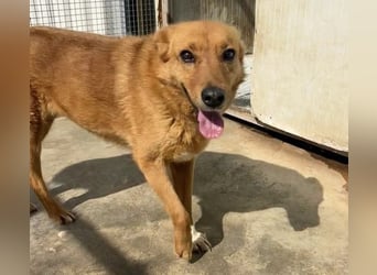 Sienna - schöne Hündin mit viel Potenzial sucht Zuhause (D/ CH/ LUX)