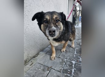Kiruna sucht endlich ihr Körbchen (D/CH/LUX)