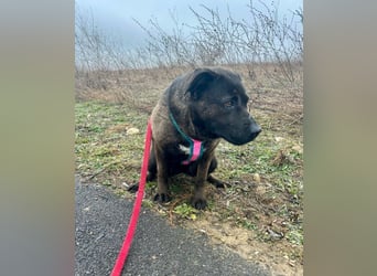Paula - verschmuster Cane Corso-Mix