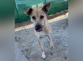 Leni - sehr lieb + sanft